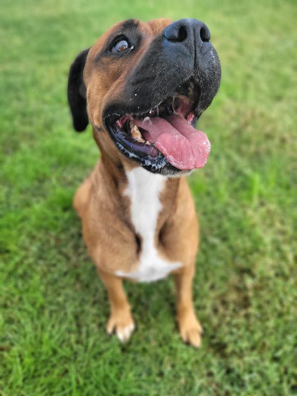 Caterina meravigliosa boxer Foto 6